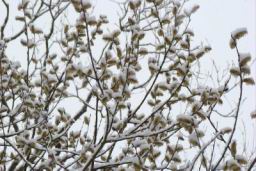 Resize of DSC02284.JPG